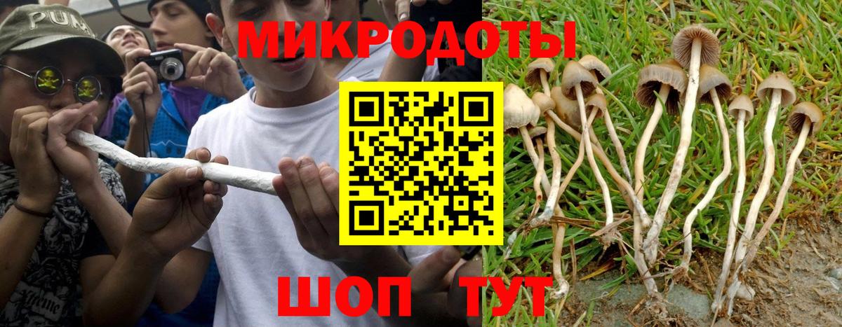 Галлюциногенные грибы Psilocybe Новотроицк